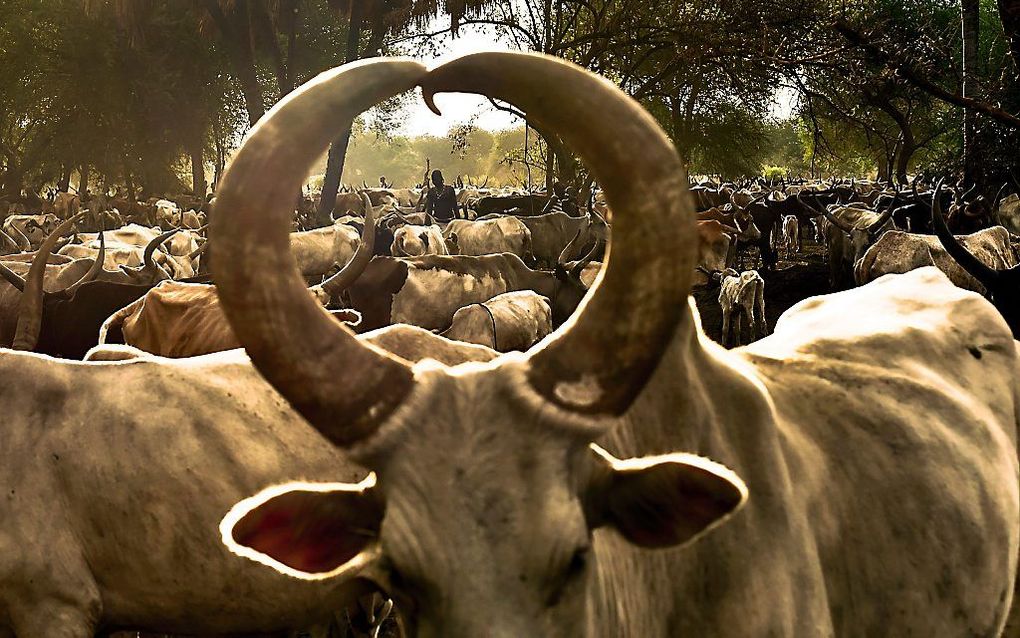 „Zuid-Sudan zal de ergste magere periode sinds zijn onafhankelijkheid kennen, verergerd door onveiligheid, slechte oogsten en vluchtelingenstromen”, staat in een rapport van het Wereldvoedselprogramma (WFP) van de Verenigde Naties. beeld AFP