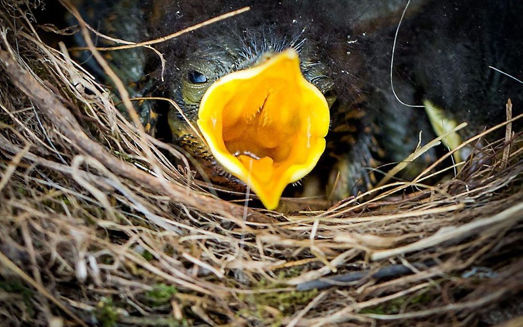 Terwijl de moedervogel op zoek is naar voedsel, ziet deze jonge roodborst in het Duitse Wiesbaden uit naar haar terugkomst. beeld EPA