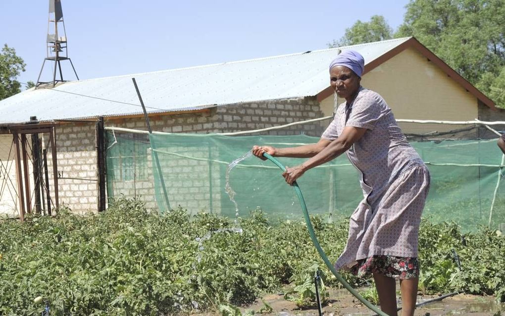 De moestuin achter de kerk in Uitkyk. beeld RD