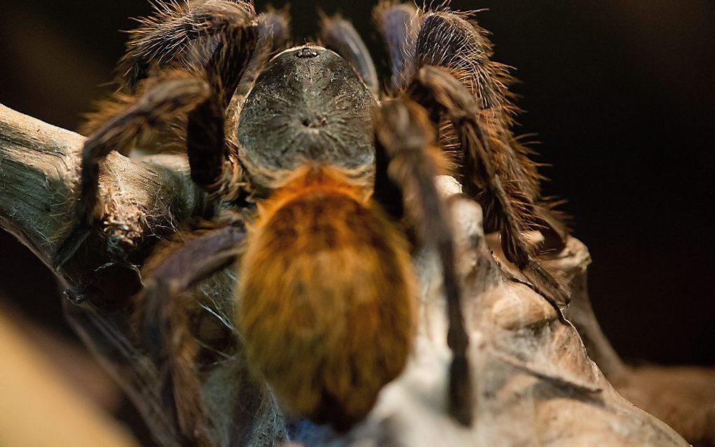 Tarantula. Beeld EPA