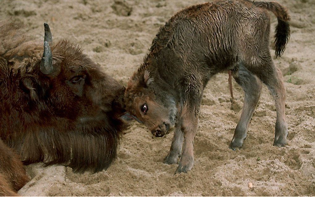 Wisent met kalf. Foto Hans Steinmeier