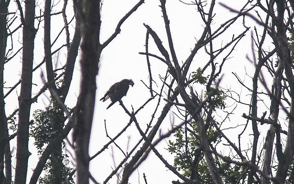 Een visarend in de buurt van het nest waar het eerste visarendjong van Nederland geboren is.  beeld ANP