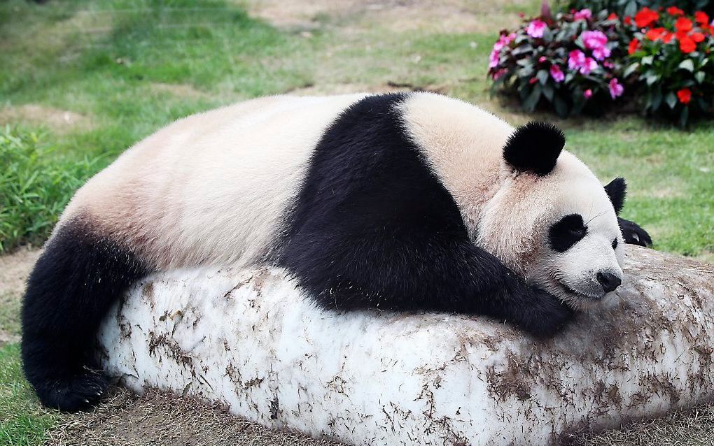 Een panda doet een dutje in een dierentuin in Zuid-Korea. beeld EPA