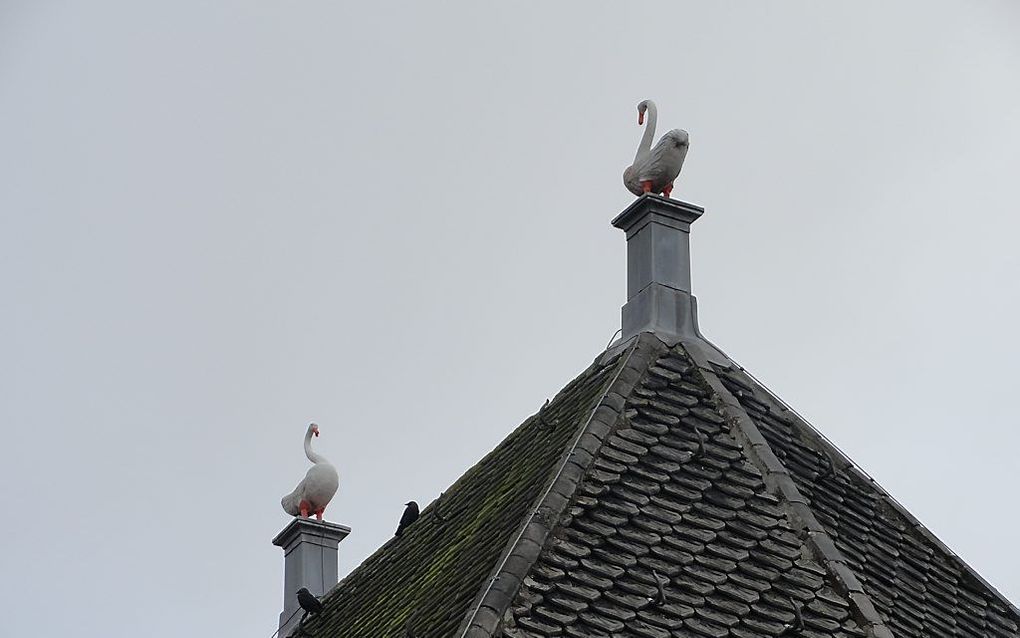 Zwanen op het dak van de lutherse kerk in Zierikzee.  beeld RD