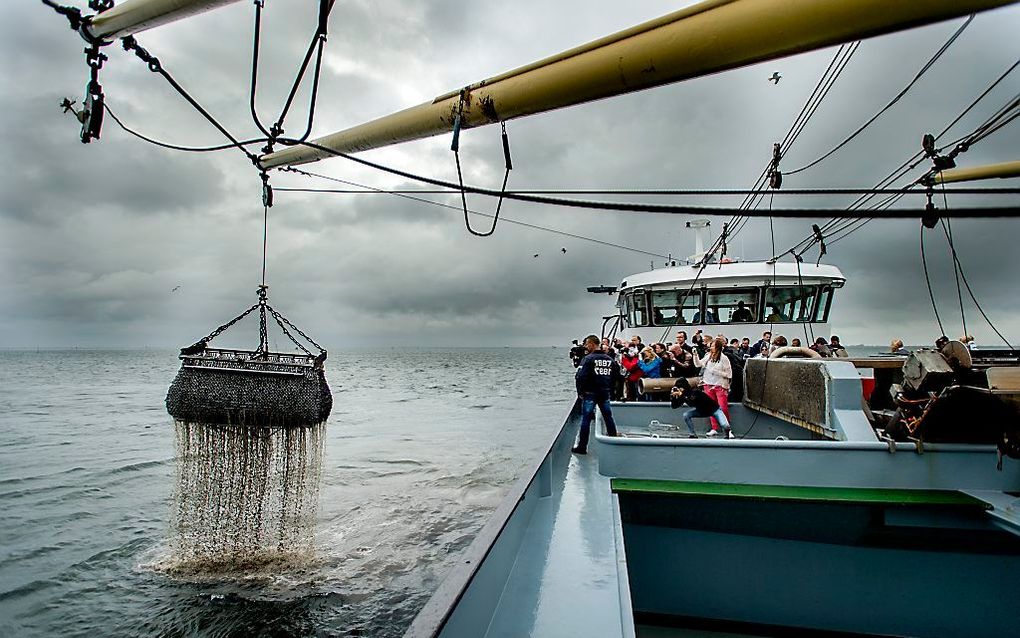 Mosselvisser op de Oosterschelde. beeld ANP