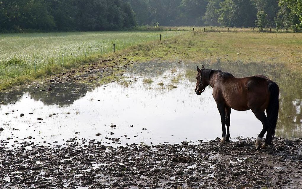 Ondergelopen weiland in Limburg, vorige week. beeld ANP