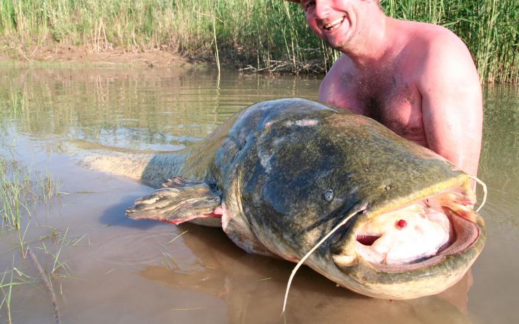 Sportvissers vangen regelmatig meervallen met een lengte van 1,5 tot 2 meter in de Nederlandse rivieren, aldus woordvoerder O. Terlouw van Sportvisserij Nederland. Hij bepleit opheffing van het verbod op het vissen op meerval. Sinds vorig jaar houdt de ve