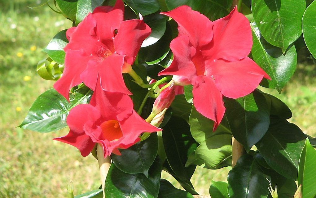 Mandevilla, Terras­plant van het Jaar. Foto Wikimedia