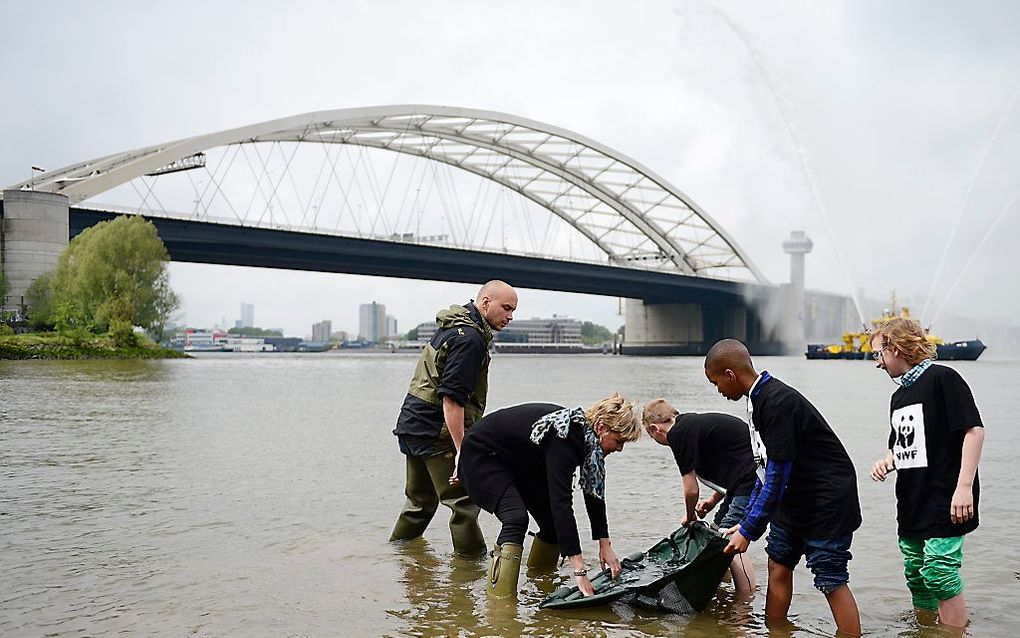 Woensdag zette prinses Laurentien drie steuren uit in de Nieuwe Maas bij Rotterdam. Foto ANP