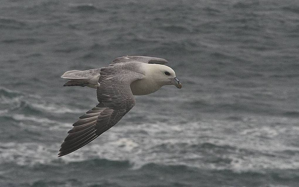 Bijna alle noordse stormvogels hebben plastic in hun maag. Foto Wikimedia, Buteo