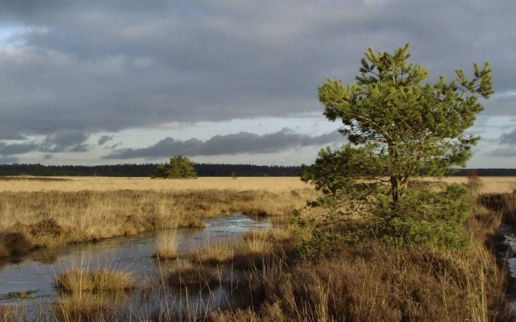 Het Fochteloerveen is een 2500 ha groot natuurgebied op de grens van de Nederlandse provincies Friesland en Drenthe, bij het dorp Veenhuizen. Het is geldt als één van weinige en best bewaarde hoogveengebieden in Nederland. Foto Natuurmonumenten, Judith Bo