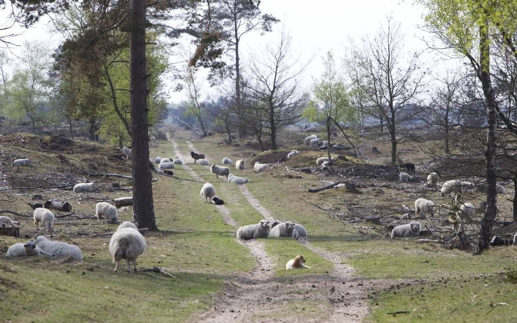 Drentse heideschapen op het Aekingerzand bij het Drents-Friese Wold. Foto RD, Anton Dommerholt