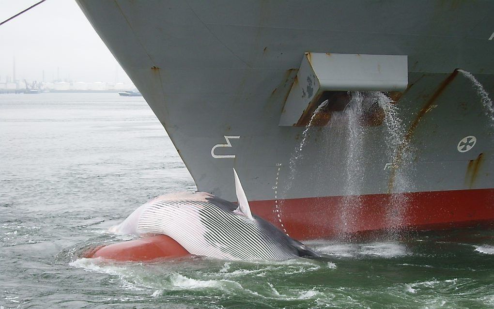 De geschepte walvis. Foto Port of Rotterdam