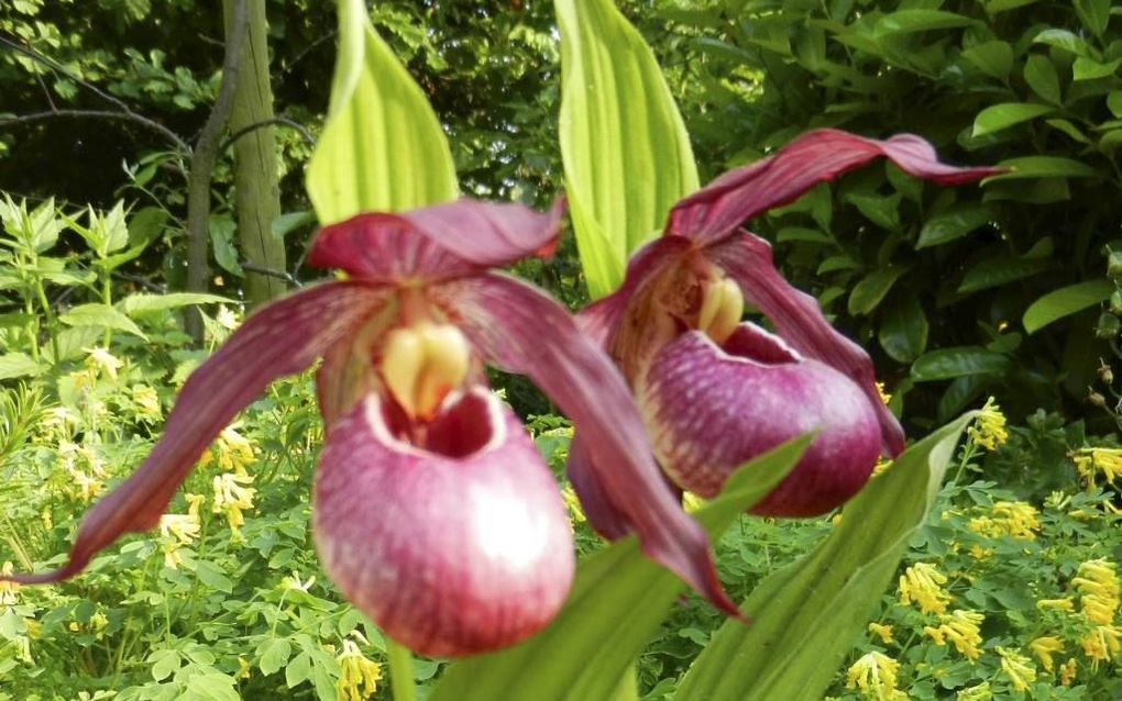 Het vrouwenschoentje (Cypripedium) ontving in 2011 de Persprijs van Plantarium.