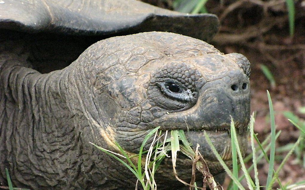 Archieffoto van een reuzenschildpad. Foto EPA