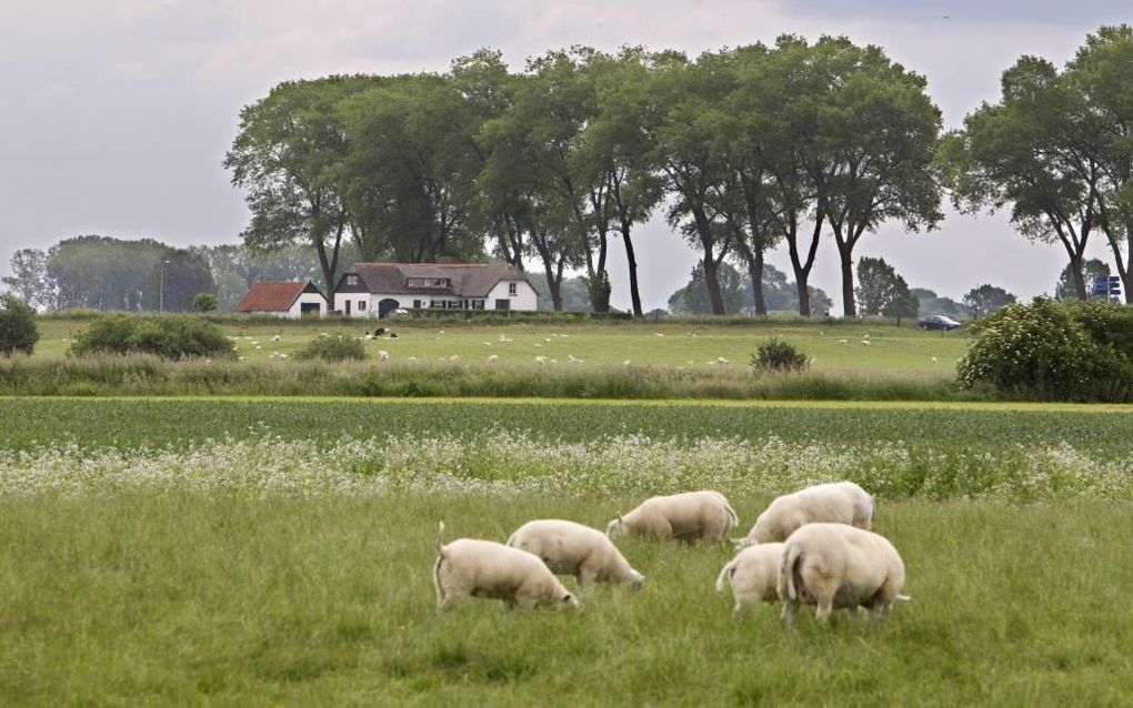 Wandelen tussen weilanden en akkers op het schiereiland Nederhemert-Zuid. Foto RD, Anton Dommerholt