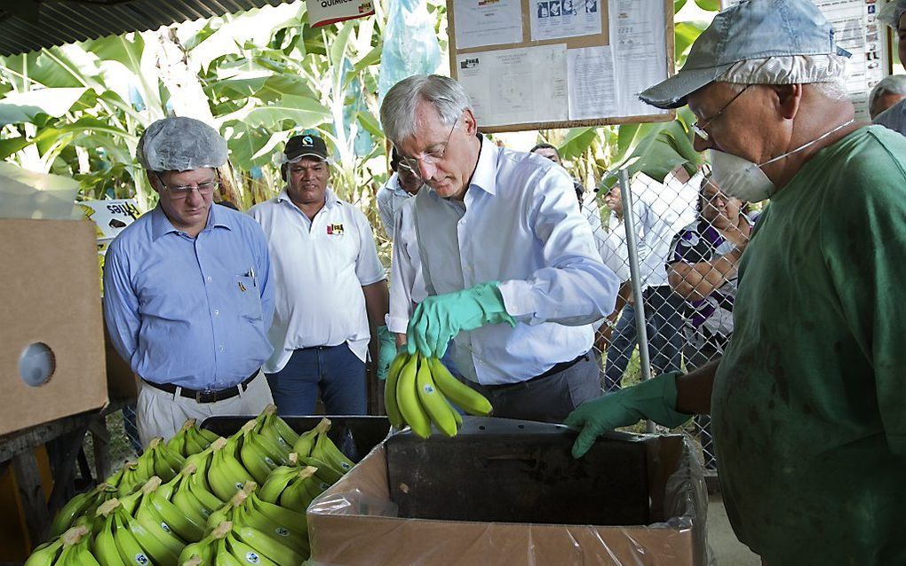 Staatssecretaris van ontwikkelingszaken Ben Knapen (M) bezoekt de Fair Trade Bananenplantage FISA in Colombia.  Foto ANP