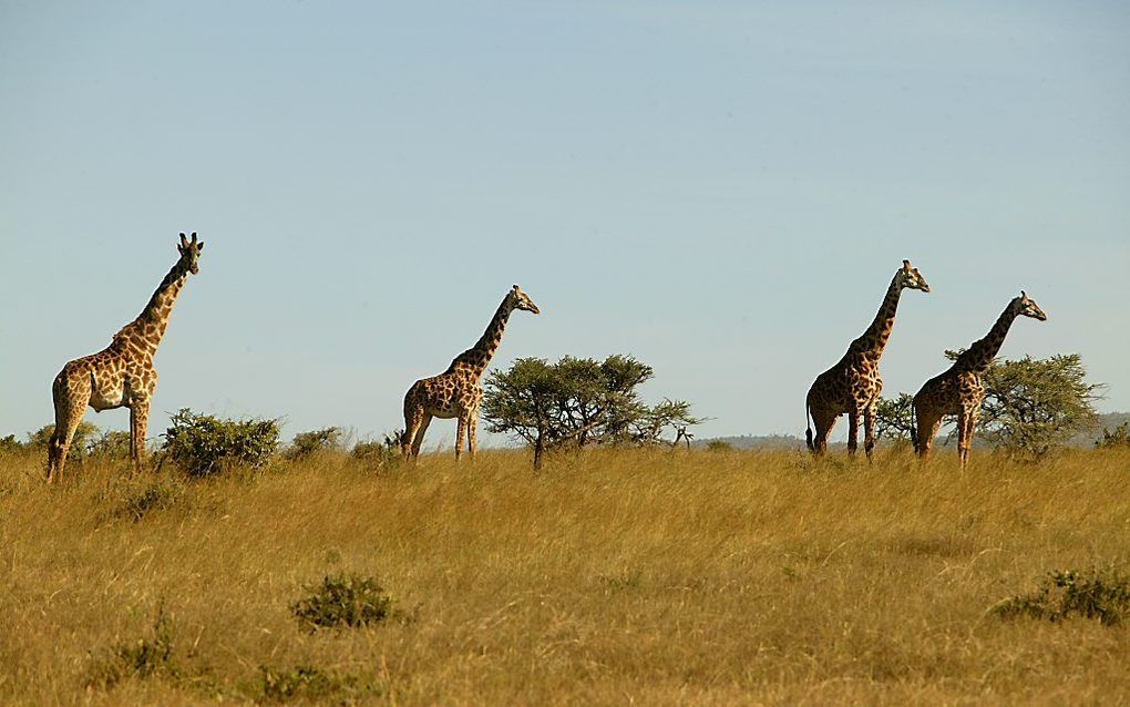 Serengeti natuurpark. Foto EPA