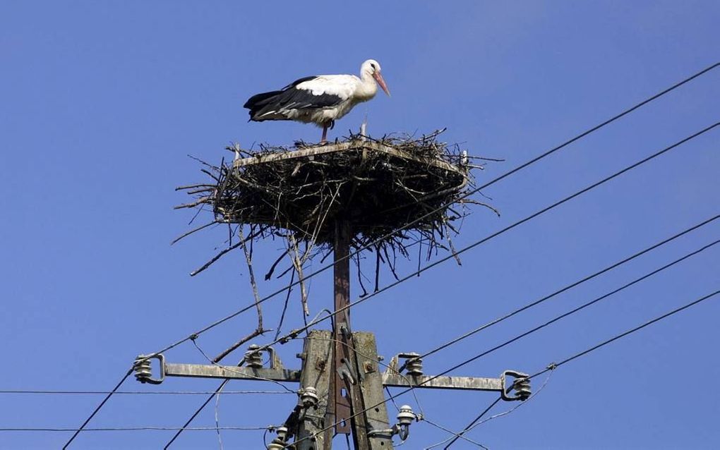 Als een ooievaarsnest... Foto RD, Anton Dommerholt