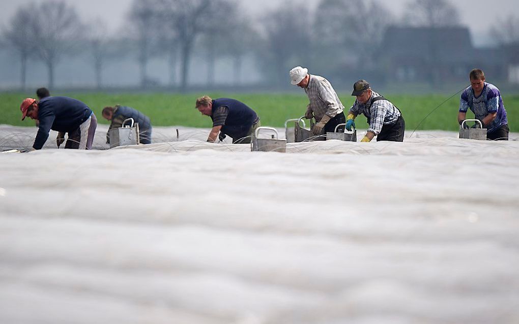 Aspergestekers in Limburg. Foto ANP