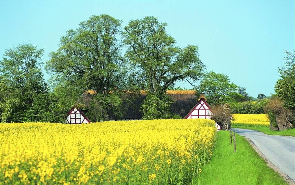 Koolzaad voorziet de overwegend groene heuvelhellingen in Oost-Jutland in de meimaand van een gele glans. Foto VisitDenmark