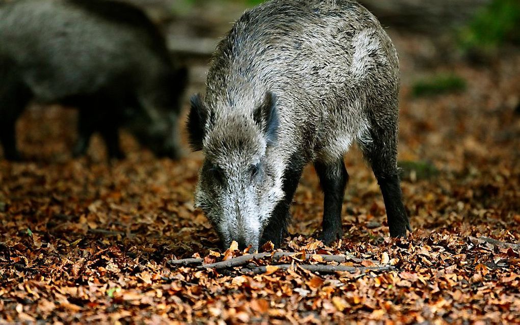 Wilde zwijnen. beeld ANP