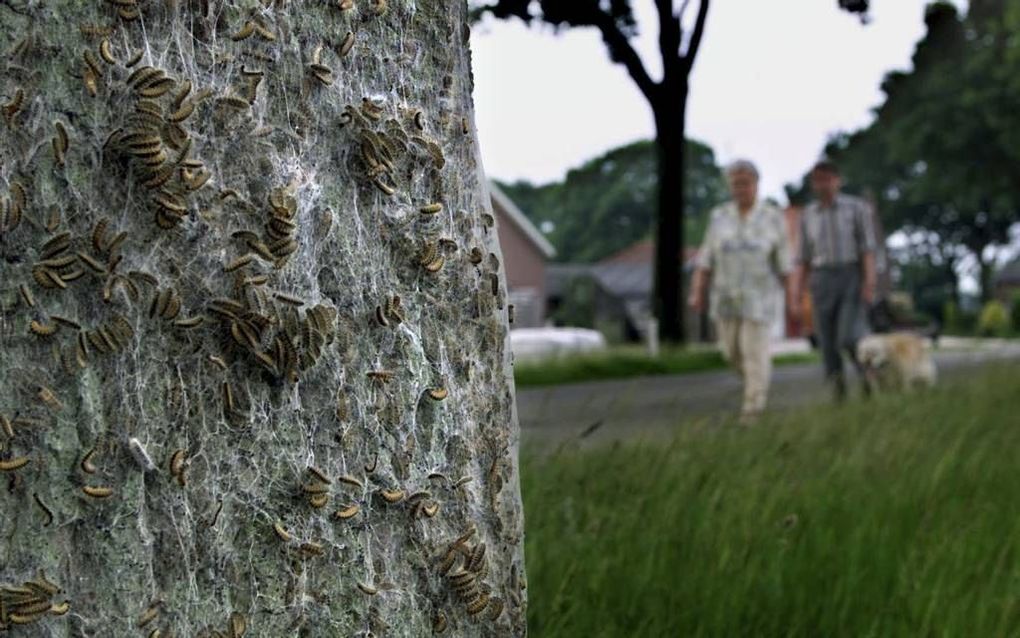 Onderzoeksbureau Biocontrole doet de komende tijd onderzoek naar de verspreiding van nesten van eikenprocessierupsen. De schadelijke dieren kunnen in een mum van tijd een hele boom kaalvreten. Foto ANP