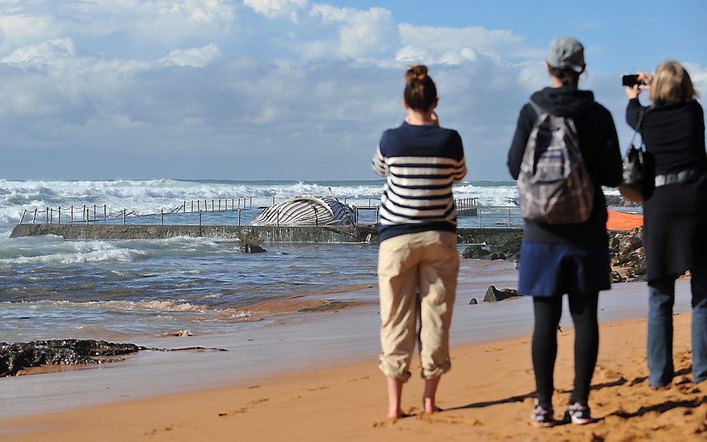 Walvis spoelt aan in zwembad Sydney. Foto EPA