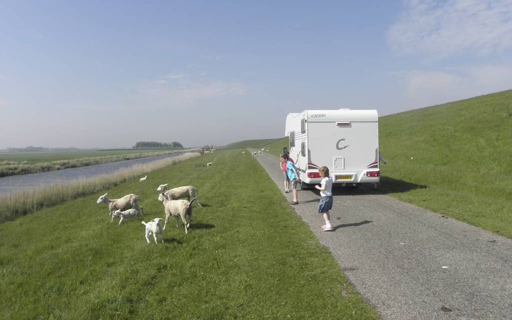 Schapen op de weg bij Dijkshoek. Foto RD