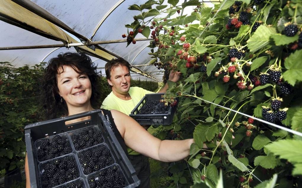 Bert-Jan en Corine Pippel kunnen dankzij een uitgekiende spreiding van de teelt negen maanden per jaar bramen leveren aan de winkels van Albert Heijn. Morgen houden ze open huis op hun bedrijf. Foto Cor de Kock