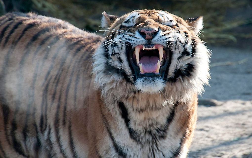 Tijgervader Altaidie zaterdag in de dierentuin van Keulen werd doodgeschoten nadat hij een dierenverzorgster dodelijk verwond had.  Foto EPA