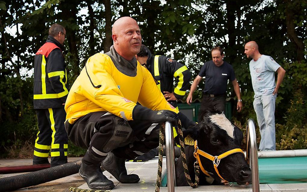 Koe te water in Heukelum. Foto Jevgeni van Steenis