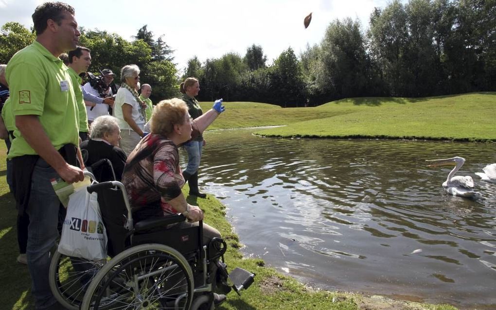 Mevrouw Mensink gooit een voorn naar de pelikanen in Zoo Parc Overloon. Ze genoot donderdag met bijna tachtig ouderen in het dierenpark in Overloon. Evenzoveel medewerkers van Deli XL hadden een dag vrij genomen om de senioren te begeleiden. Foto Fotopers