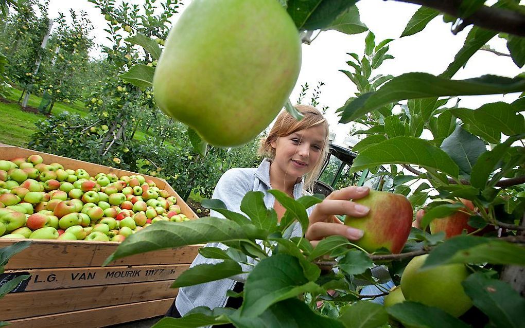 Appeloogst 2010. Foto ANP XTRA