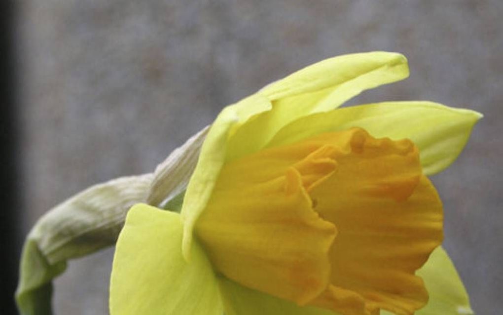 De narcis is geliefde winterbloeier. Foto Wikimedia, Bart van Herk