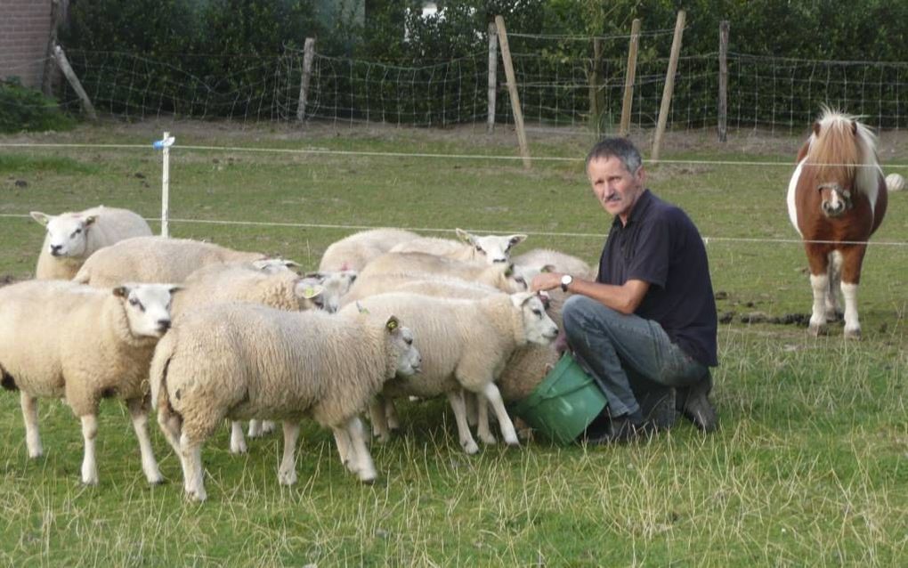 Jos Verhulst uit Ammerzoden bij de schapen die hem nog resteren na de schapenroof van vorige week. Foto André Bijl