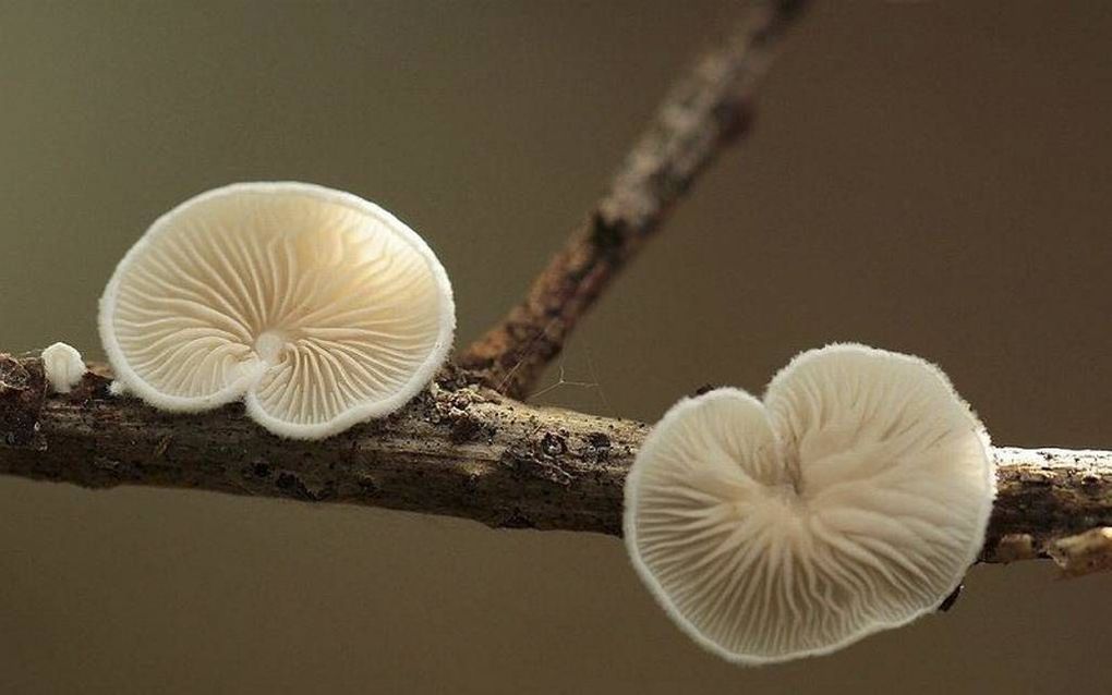 Oorzwammetjes vormen een kleine groep van schelp- tot niervormige, ongesteelde, witte of crèmegelige plaatjeszwammen, er zijn vele soorten en kleuren, aldus Lyda Beuming, die deze opname maakte.