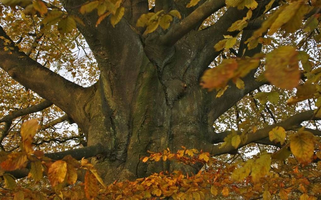 Beukenboom in de herfst. Foto Geldersch Landschap en Geldersche Kasteelen