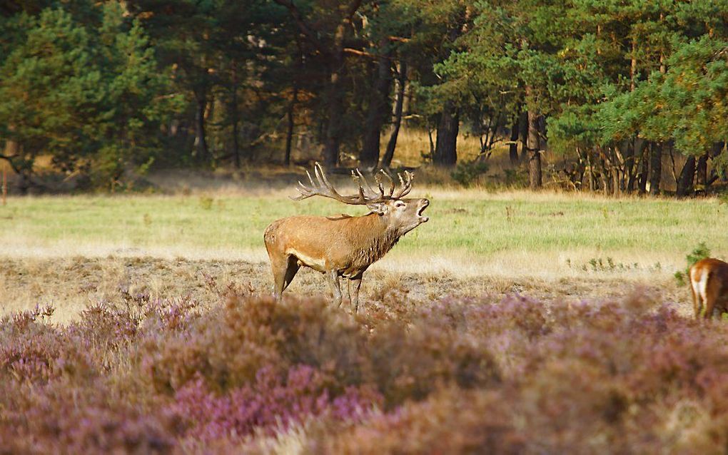 Deze foto van een burlend edelhert maakte David van ’t Hof uit Kootwijkerbroek op 17 september in Nationaal Park De Hoge Veluwe in de bronsttijd.