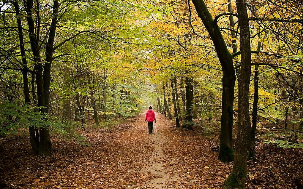 Op de Veluwe zijn niet veel eikels en beukennoten deze herfst. Foto ANP