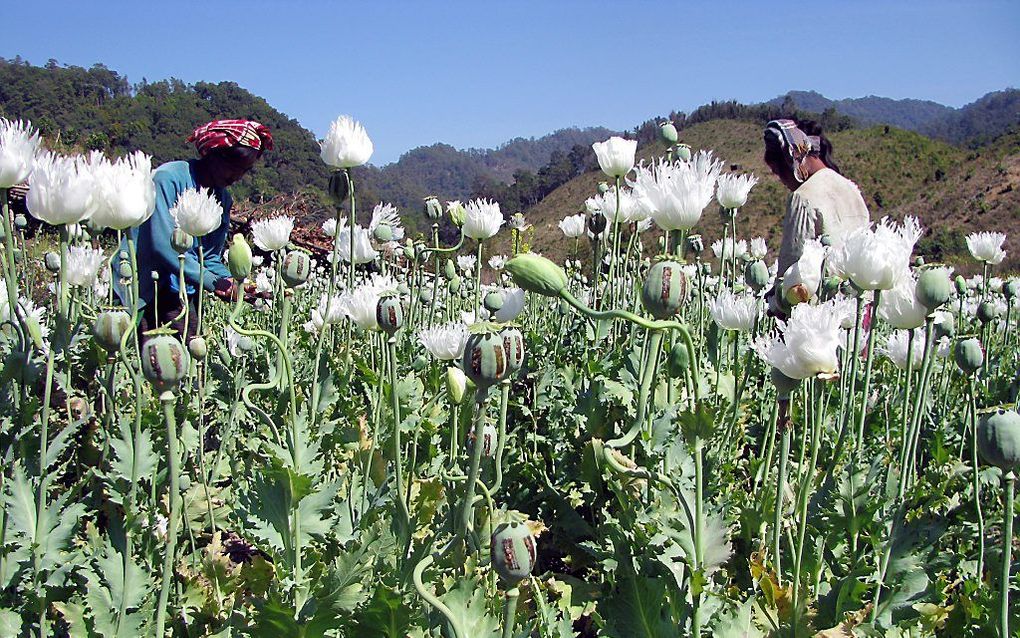 Veld met papervers in Myanmar. Geschat wordt dat op 51.000 hectare landbouwland in Myanmar papavers staan. Foto EPA