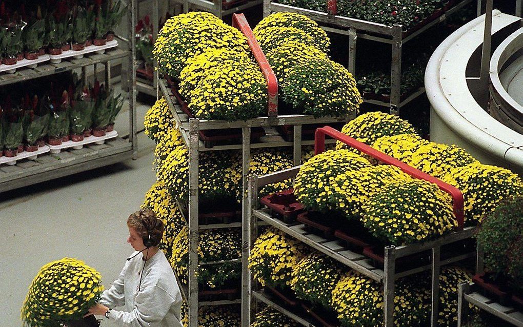 Bloemenveiling Aalsmeer verhandelt dezer dagen enorme aantallen chrysanten voor de viering van Allerzielen. Foto ANP