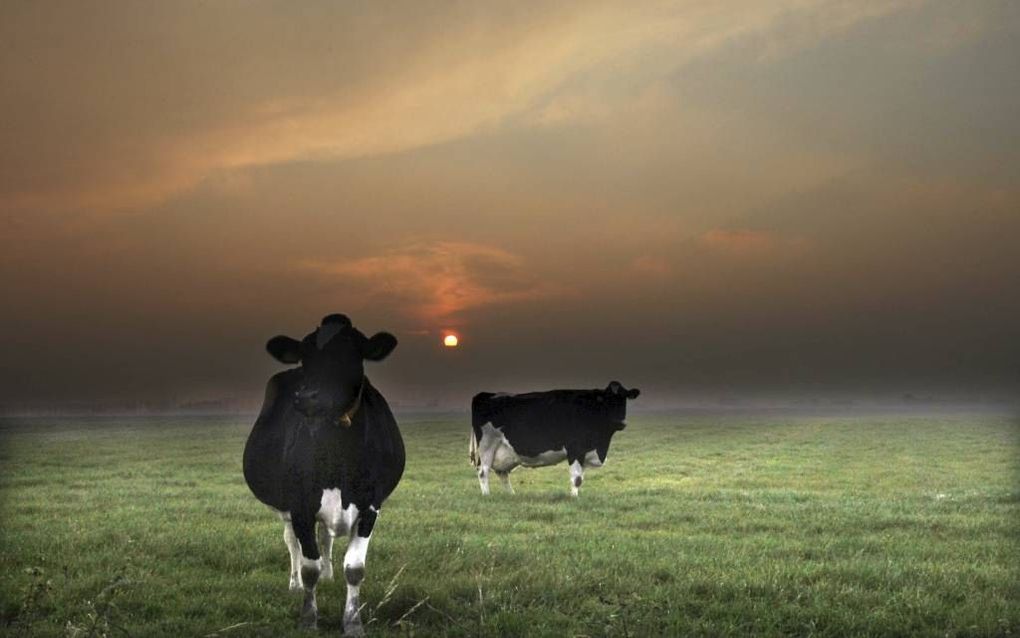 De subsidies die boeren krijgen zijn nu nog gebaseerd op de hoeveelheid melk, suiker of vlees die ze in het verleden produceerden. Straks krijgen ze een vast bedrag per hectare, gekoppeld aan verplichte vergroening. Foto William Hoogteyling