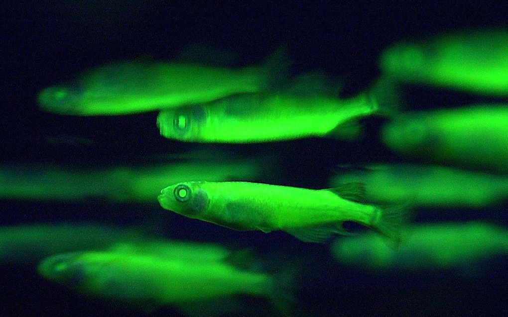 Fluorescerende vissen. Foto EPA