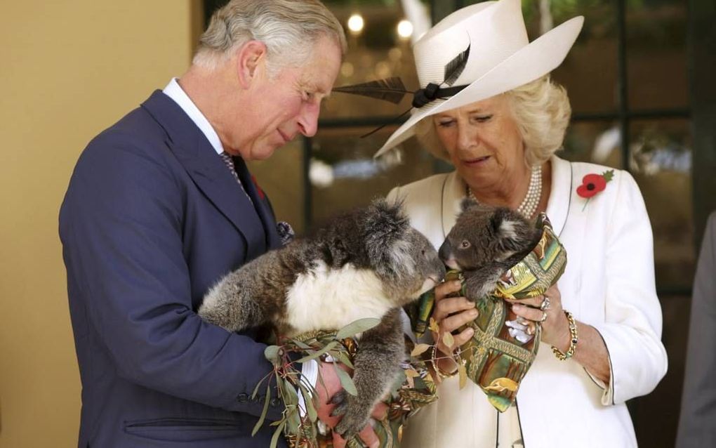 Kennismaking met koala in Adelaide, Australië. Foto EPA