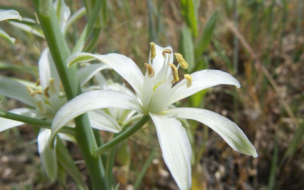 Ornithogalum narbonense. Foto Wikimedia.