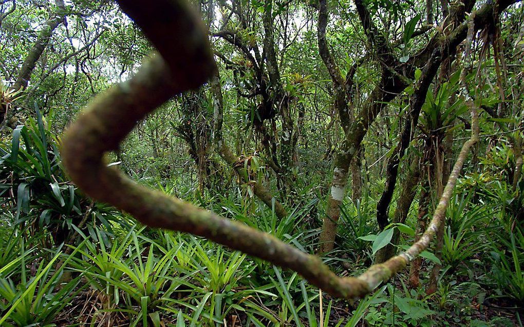 Amazoneregenwoud in Brazilië.   Foto EPA