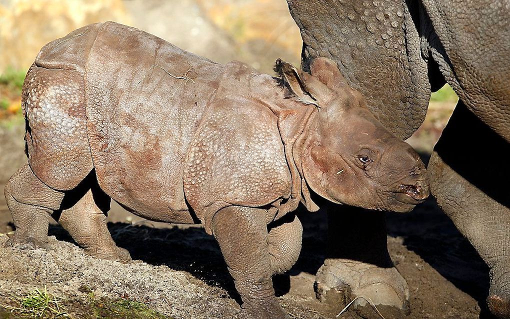 Neushoornbaby Zwatra mag voor het eerst naar buiten. Foto ANP