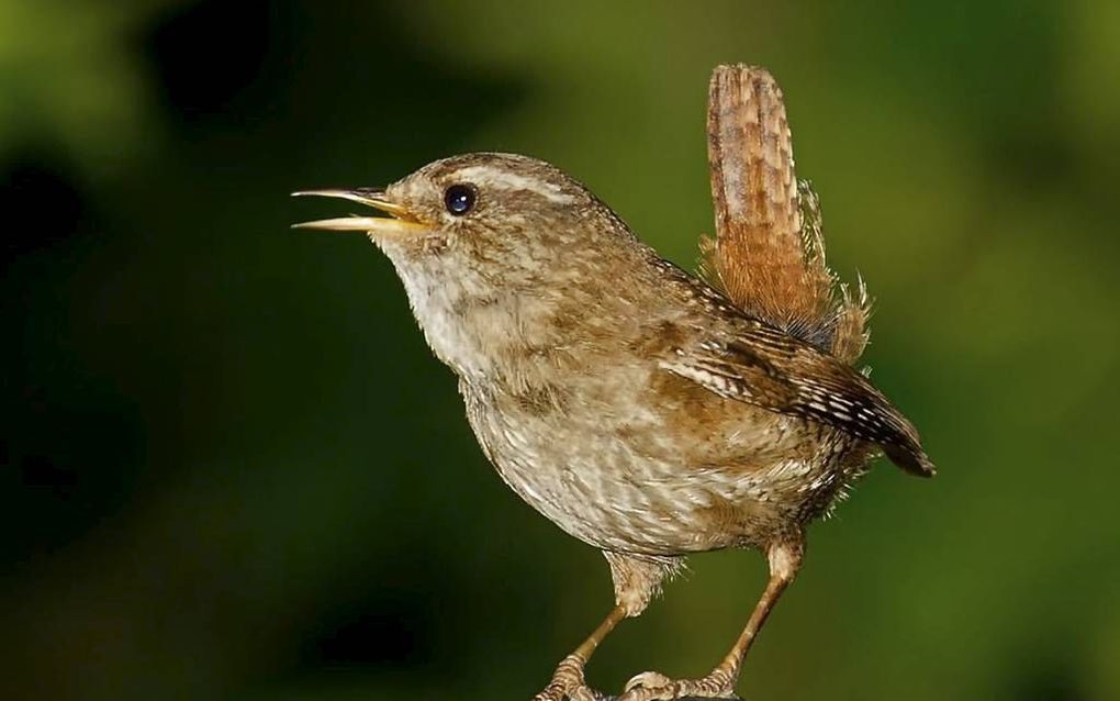 Andreas Trepte, www.photo-natur.de