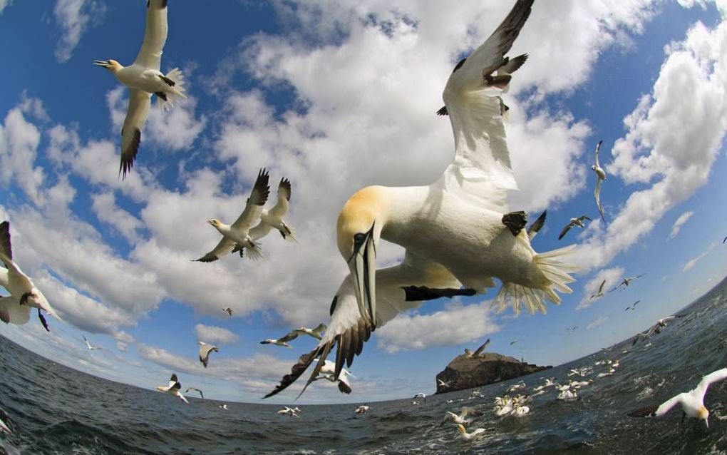 Jan-van-Genten op jacht naar vis. Foto uit Vogelvlucht